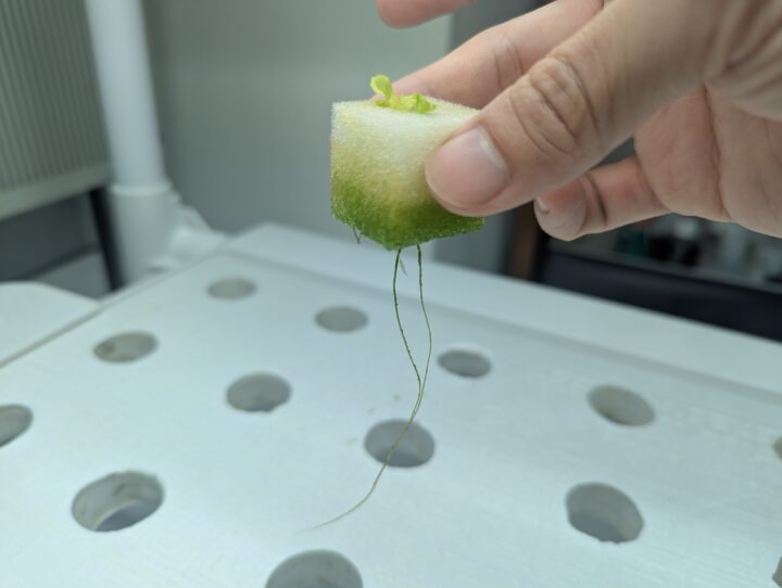 水耕栽培